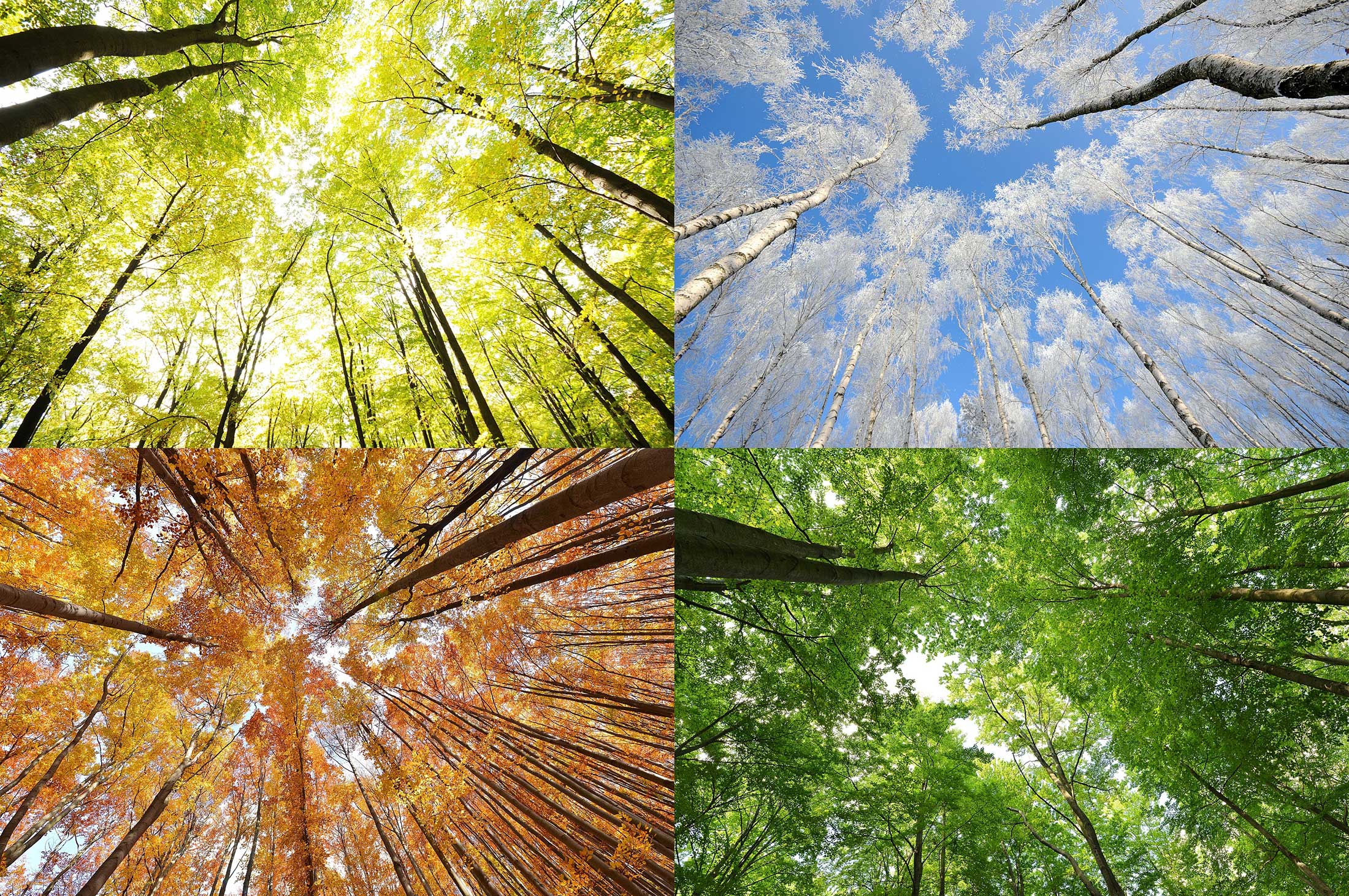 Wald vier Jahreszeiten